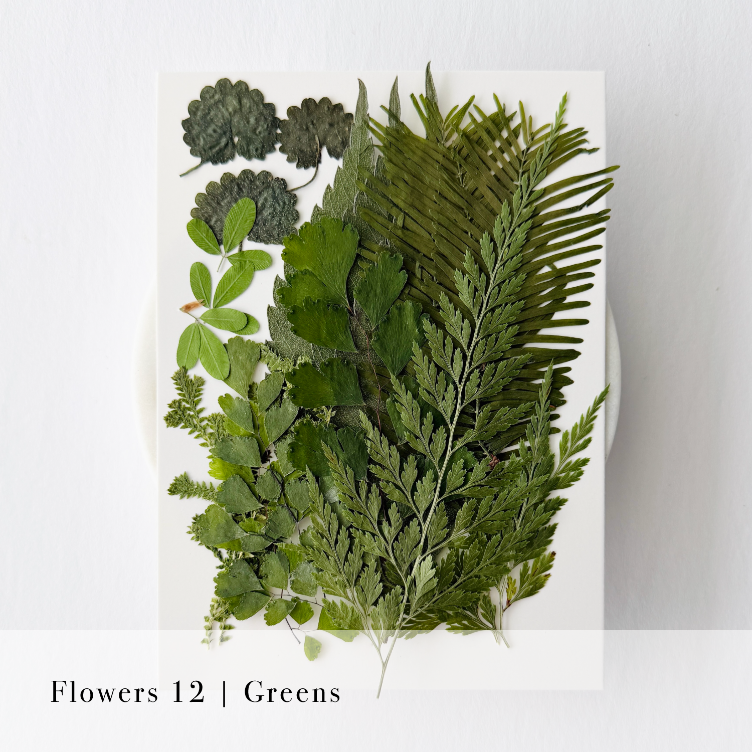 Pressed Flowers