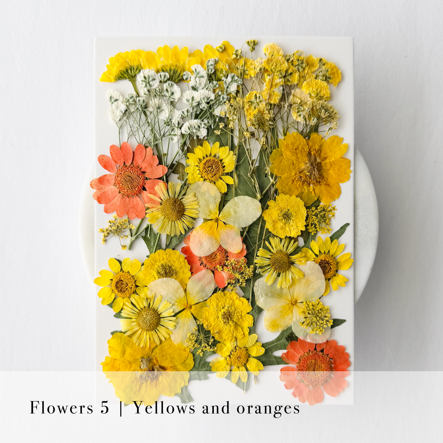 Pressed Flowers