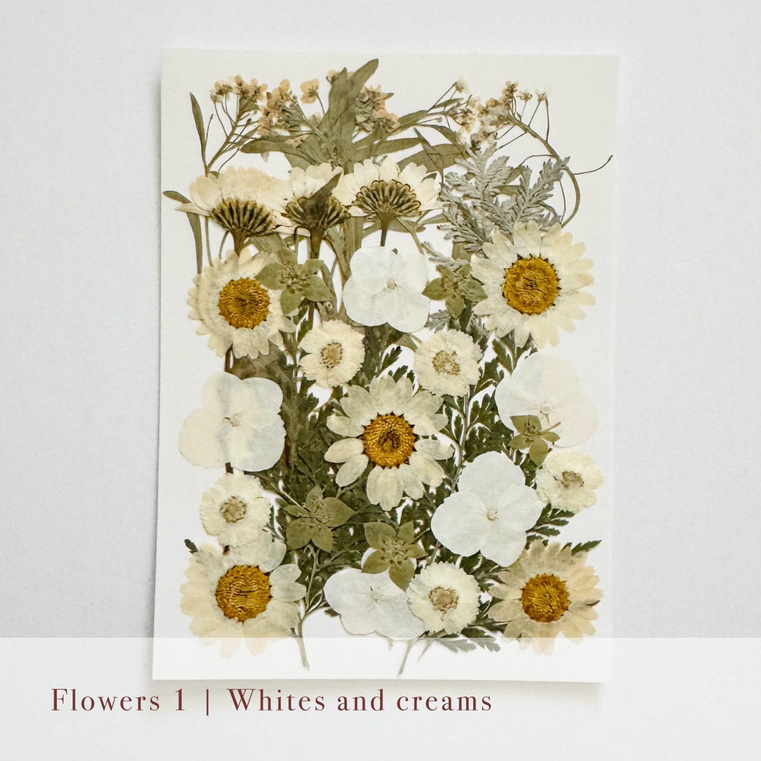 Pressed Flowers