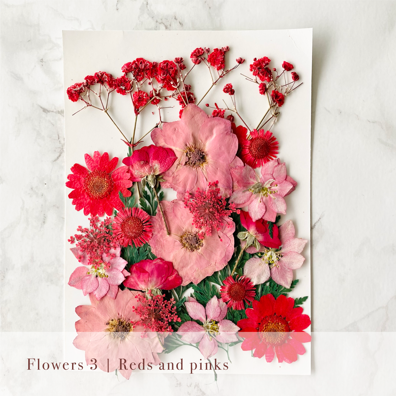 Pressed Flowers