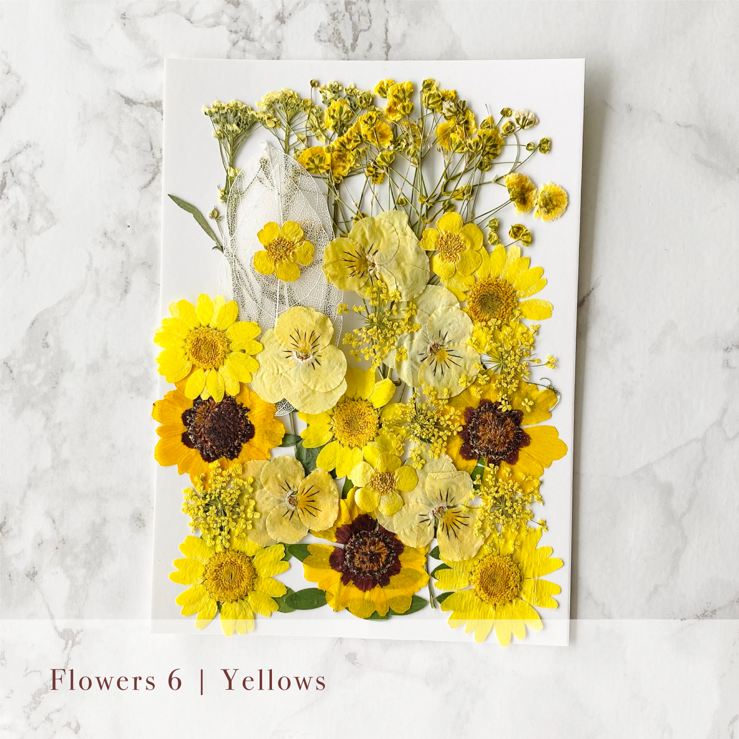 Pressed Flowers