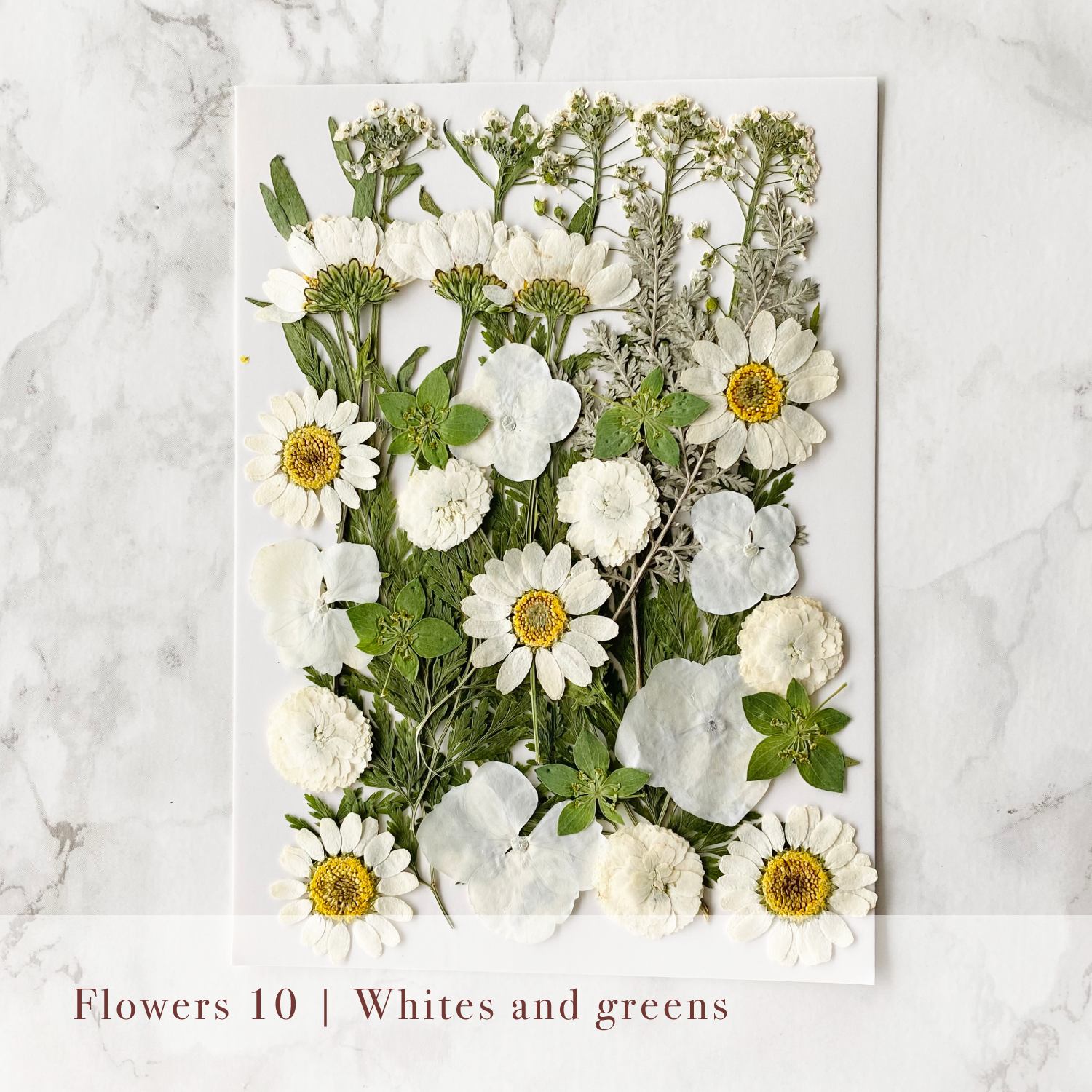 Pressed Flowers